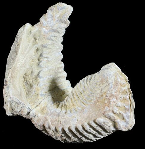 Cretaceous Fossil Oyster (Rastellum) - Madagascar #54443